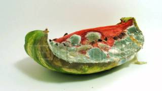 Watermelon Decomposition Reverse Timelapse  Melone im Zeitraffer [upl. by Luke]