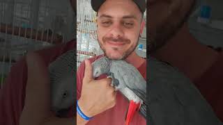 papagaio do congo parrot ring ave birds pets papagaio ring aves macaw parrot [upl. by Inatsed]