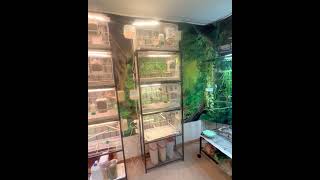 Overview of the Indoor Bird Room Aviary [upl. by Duleba957]