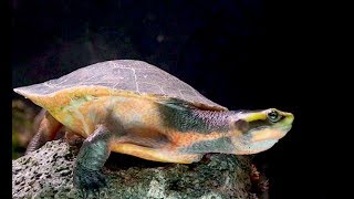 ニシキマゲクビガメ Redbellied shortnecked turtle Jardine River turtle Emydura subglobosa [upl. by Ricky]