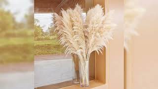 Natural Pampas Grass [upl. by Colville]