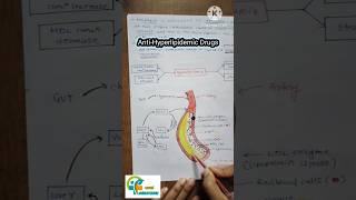 Anti Hyperlipidemic drugs how they works how they show their mechanism of action aapalpharmacy [upl. by Hareehahs]