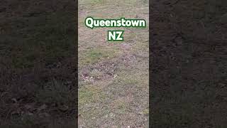 Queenstown NZ relaxingmusic relaxing [upl. by Cappella]