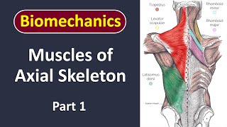 Muscles of axial skeleton biomechanics [upl. by Aisatnaf]