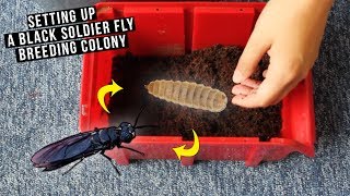 Setting Up A Calci Worm  Phoenix Worm Breeding Colony [upl. by Acinoreb]