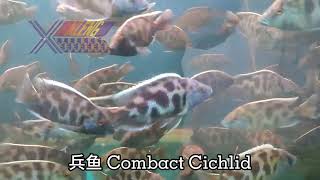 🐟兵鱼 Combact Cichlid🐟（Nimbochromis venustus） [upl. by Dunkin]