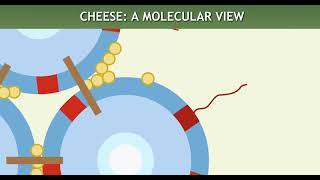 Chymosin enzyme role in cheese formation [upl. by Alexandro905]