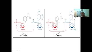 Nicotinamide adenine dinucleotidephosphate as cofactor cofactors biochemistry [upl. by Enahsed]