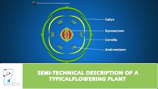 SEMI TECHNICAL DESCRIPTION OF A TYPICAL FLOWERING PLANT [upl. by Aicnelav]