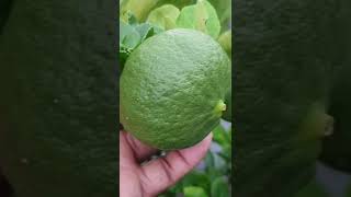 Seedless Lemon 🍋 വിഡിയോ ഇഷ്ടപെട്ടാൽ സബ്സ്ക്രൈബ് ലൈക്ക് കമൻ്റ് ചെയ്ത് സഹായിക്കണേ [upl. by Teodoro957]