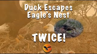 Duck Escapes Eagles Nest  TWICE  Eagle Country [upl. by Ahsieuqal]