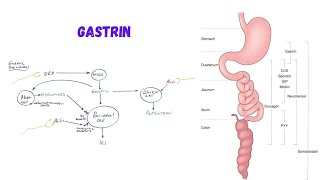 TEST MATERIAL Hormone Gastrin regulates secretions of Pepsinogen and HCL [upl. by Blatman]