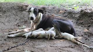 Mama dog chained and abandoned with newborn puppies [upl. by Omoj]