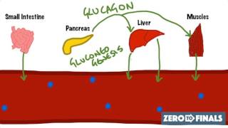 Blood Glucose Regulation and Diabetes [upl. by Watts]