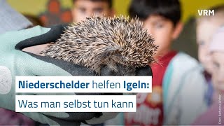 Niederschelder helfen Igeln – was man selbst tun kann [upl. by Dugas743]