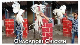 Onagadori Chicken at STAR GOATS FARM Asif STD [upl. by Malena]