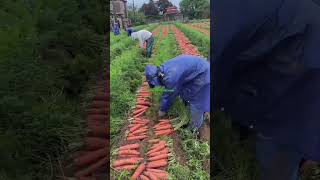 trending farming harvesting viral shorts youtubeshortsagriculture [upl. by Lancaster]