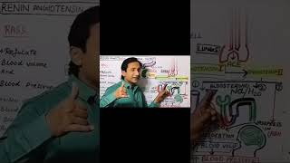 Function of Angiotensin 2 In Hindi Part2shortsviralvideo viralshorts [upl. by Filiano]