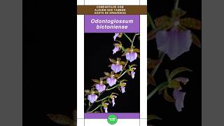 Odontoglossum orquideas orchid shorts [upl. by Lemra]