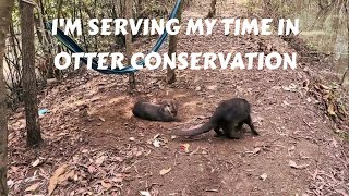 I Gave Up The Pursuit Of Happiness To Become An Otter Conservationist [upl. by Pry500]