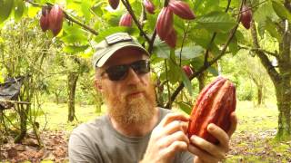 Making Chocolate Cacao Tree To Chocolate Bar [upl. by Rattan]