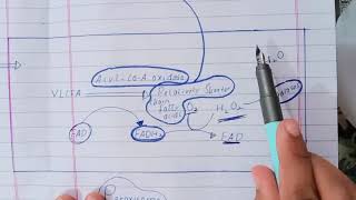 Peroxisomal  alpha amp beta  oxidation of fatty acids [upl. by Nede266]