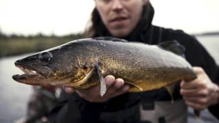 Doré jaune Réservoir Gouin Pourvoiries Mauricie [upl. by Enrichetta]