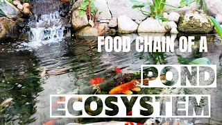 Food Chain of a Pond Ecosystem [upl. by Lashar385]