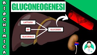 GLUCONEOGENESI [upl. by Anaoj244]