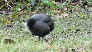 Coot in the Grass [upl. by Delbert609]