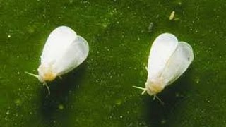 How to Fix a white fly problem in your vegetable garden [upl. by Natika]