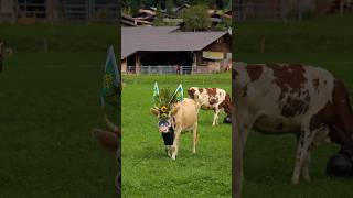 Alpabfahrt Hofstetten 🐮 youtubeshorts brienz travel cows nature [upl. by Gautious296]