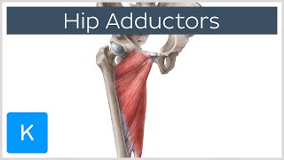 Anatomy of the Hip Adductor Muscles  Human Anatomy  Kenhub [upl. by Casavant220]