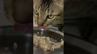 cat catcorner catbehavior catlover catsology cateating cateatfood kitten cateats cateat [upl. by Irrep]