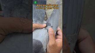 কবুতরের পোকা দূর করার সহজ উপায়  pigeon liceremoval lice kabootar [upl. by Sanoj]