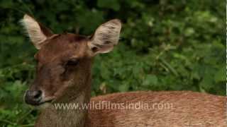 Mammals of Timor  Barking Deer boar and bats [upl. by Lefkowitz537]