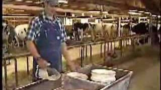 What Dairy Cows Eat Video [upl. by Garland607]