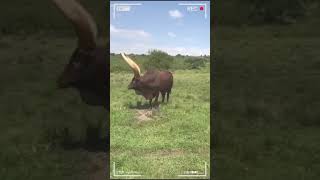 ⭕ANKOLE WATUSI CATTLE ✅ Biggest Bulls And Cow cows bulls ankole [upl. by Levinson454]