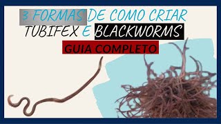 COMO CRIAR TUBIFEX  BLACKWORMS [upl. by Ahsiet]