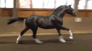 www dressurstall sandbrink de 2014 SENSATION licensed stallion Dressage [upl. by Sane]