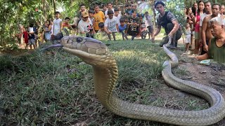 MONSTER KING COBRA NG QUEZON PROVINCE [upl. by Hammock]