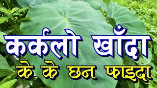 कर्कलो खान हुने की नहुने । पिडालुका फाइदा सँगै बेफाइदा पनि Karkalo II Pidalu II Colocasia II gava [upl. by Tcideneb215]