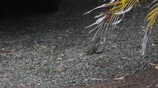 Little Wattlebird fledgeling Hervey Bay Qld [upl. by Sherilyn280]