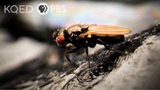 How Can These Flies Live in Oily Black Tar Pits  Deep Look [upl. by Atoiyanap]