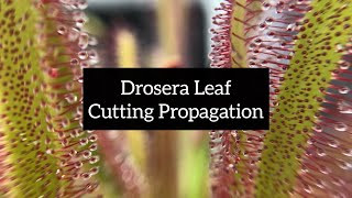 Drosera Leaf Cutting Propagation  Quick and Easy Ways to Propagate Your Sundews [upl. by Lulu]