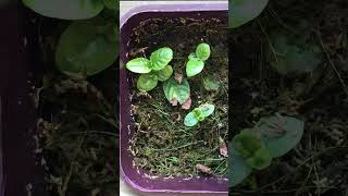 70 Day Timelapse of Psychotria Viridis leaf sprouts [upl. by Junna]