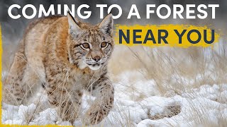 How the Lynx is silently spreading all over Europe [upl. by Eiblehs]