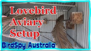 Lovebird Aviary Setup  BirdSpyAus [upl. by Tamqrah769]