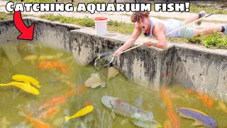 I Found TONS Of AQUARIUM FISH In ABANDONED FARM Creeks [upl. by Rawlinson739]