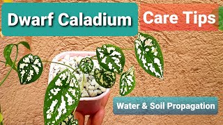 Dwarf Caladium Plant Care Tips Propagation by Water and Soil [upl. by Yeuh]